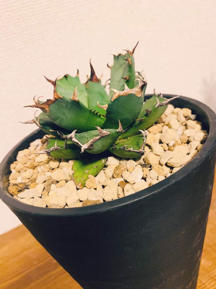 Agave Titanotaの投稿画像 By Kzyさん 鉢植えとアガベチタノタとドワーフとアガベ初心者 19月9月14日 Greensnap グリーンスナップ