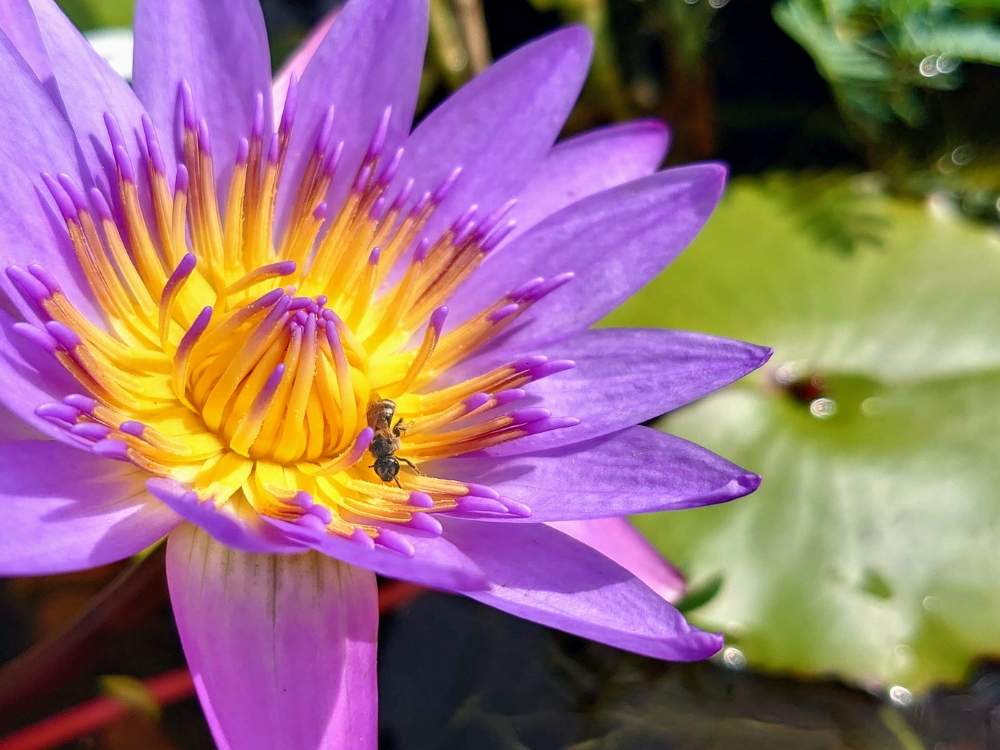 熱帯スイレンの投稿画像 By たーぼー さん お出かけ先とスイレン科と虫シリーズと京都府と杜若園芸と昆虫シリーズと城陽市とスイレン科と虫シリーズと京都 府と杜若園芸と昆虫シリーズと城陽市 19月9月15日 Greensnap グリーンスナップ Greensnap グリーン