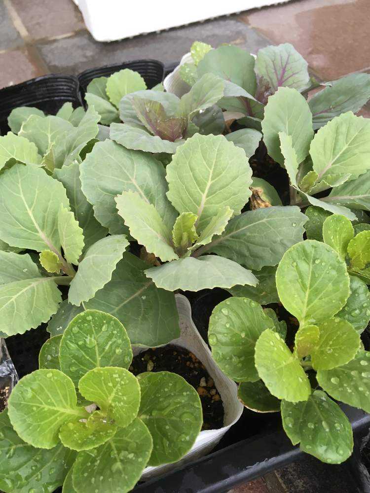 手作り育苗ポットの投稿画像 By Mimiさん 葉牡丹と種まきと手作りの庭と花のある暮らしとハボタン とガーデニングと種から育てる 19月9月15日 Greensnap グリーンスナップ