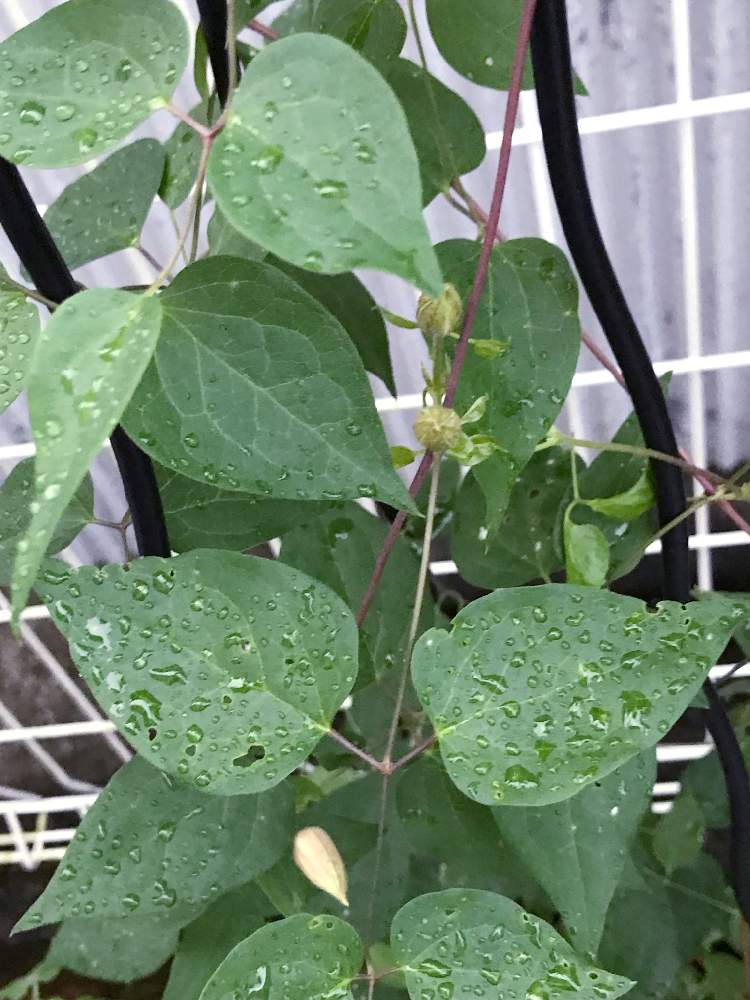 クレマチス プリンセスダイアナの投稿画像 By のりさん 初心者ですと花壇とクレマチス 地植えと我が家の花壇と成長記録と花のある暮らしと切り戻しと地植え 19月9月15日 Greensnap グリーンスナップ