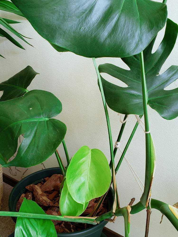 スパティフィラムの投稿画像 By ゆりさん モンステラとユッカと植替えとモンステラ とまだまだ初心者とモンステラ新芽と緑大好き 19月9月16日 Greensnap グリーンスナップ