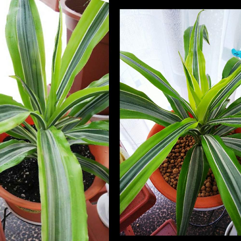 ドラセナワーネッキーレモンライムの投稿画像 By しずかむさん 観葉植物と新芽とサンルームとスクスク成長中とドラセナ とバルコニー ベランダと観葉植物と新芽とサンルームとスクスク成長中 19月9月16日 Greensnap グリーンスナップ Greensnap グリーン