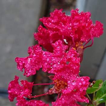 百日紅。の画像 by ひーくんさん | 小さな庭と花の色と鉢植えのお花と百日紅。と大好きなお花と花のある暮らしと花のかたち。