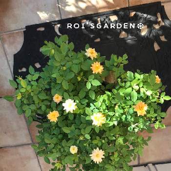 フローランドローズプリズムの画像 by roiさん | 玄関とフローランドローズプリズムと薔薇愛同盟と癒しと頑張れと鉢植えと花のある暮らし