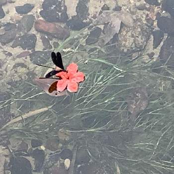 エビモの投稿画像一覧 Greensnap グリーンスナップ