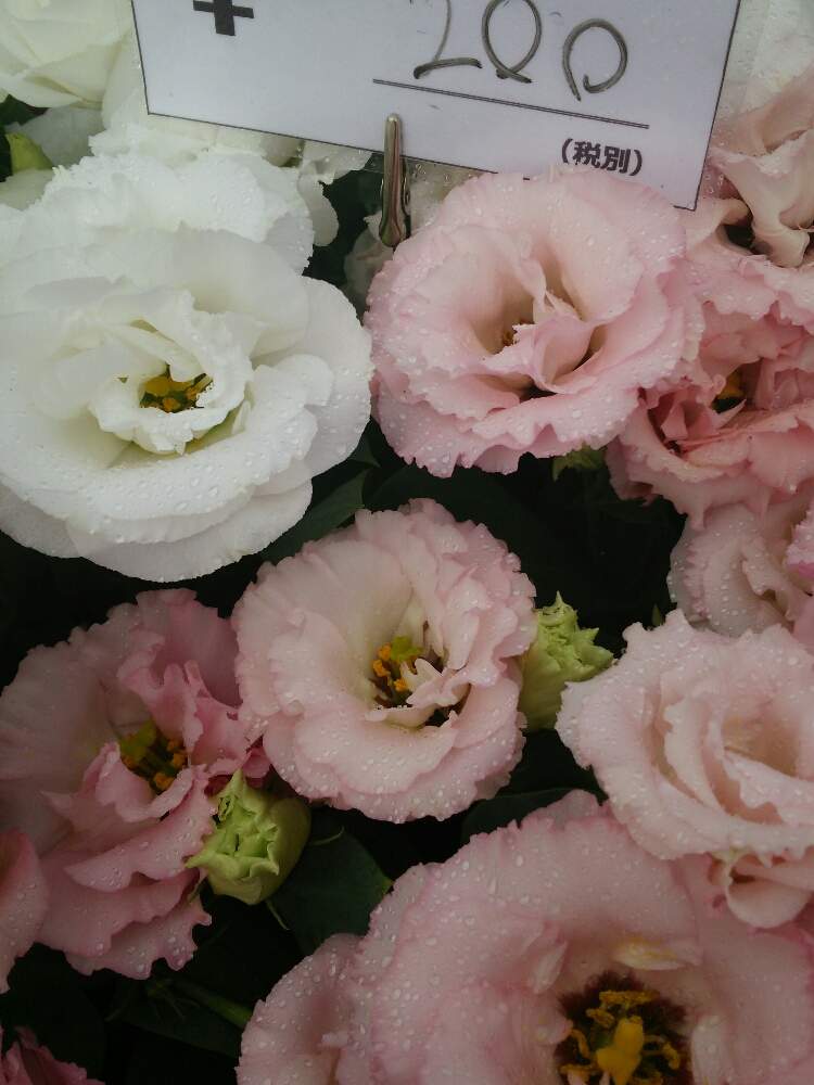 トルコキキョウの投稿画像 By 夢13さん セール情報とピンクの花とプランターと市場とイベント出店と鉢植えとガーデニングと花のある暮らしと白い花とお花屋さん 19月9月16日 Greensnap グリーンスナップ