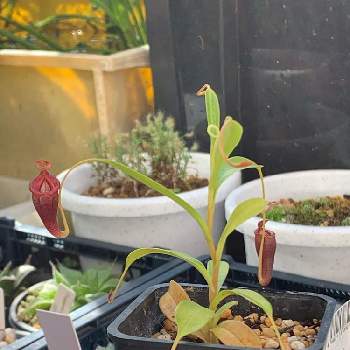 Nepenthes ウツボカズラの画像 by KAZUMAXさん | 部屋と食虫植物とネペンテス属と食虫植物・ウツボカズラとNepenthes ウツボカズラと珍奇植物と熱帯植物