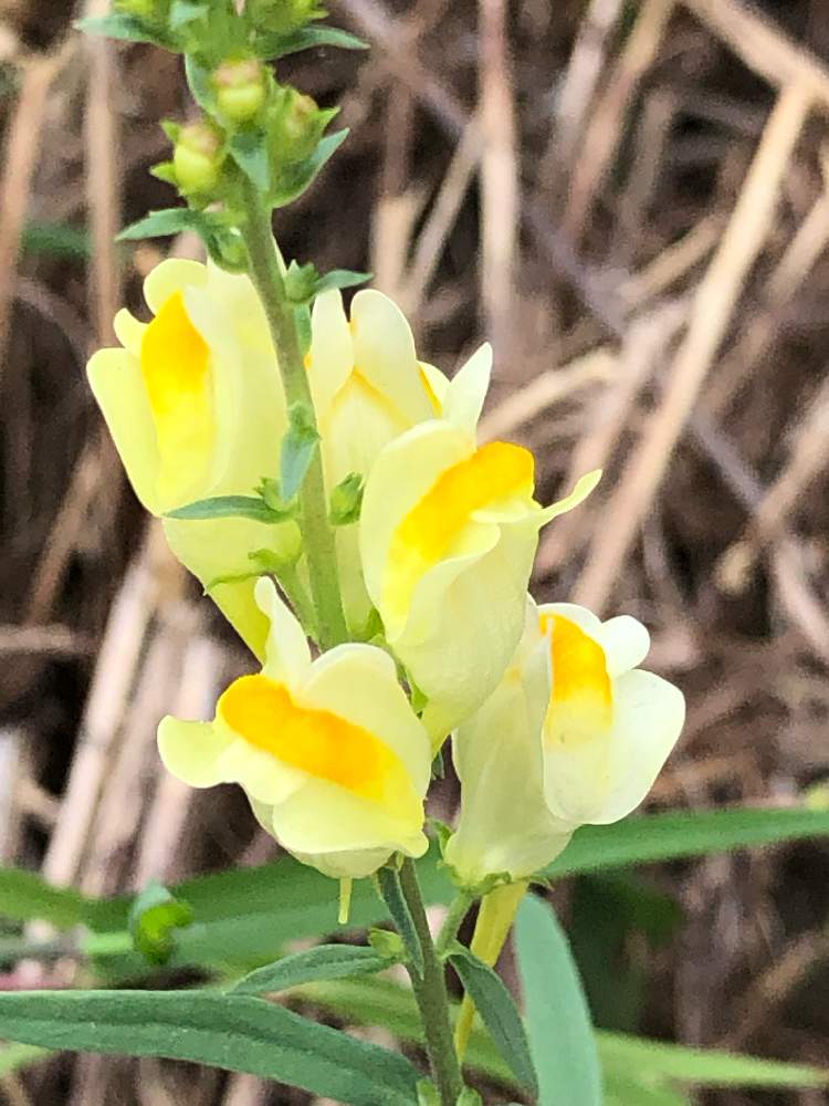 ホソバウンランの投稿画像 By りりーさん 裏庭と可愛い花と花木と夏の花と道端の花と道端の木と散歩道と大好きな花とガーデニングと花のある暮らしと道端 19月9月16日 Greensnap グリーンスナップ