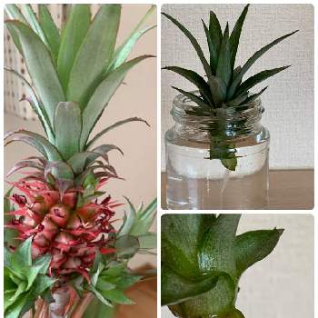 サンゴパインの投稿画像一覧 Greensnap グリーンスナップ