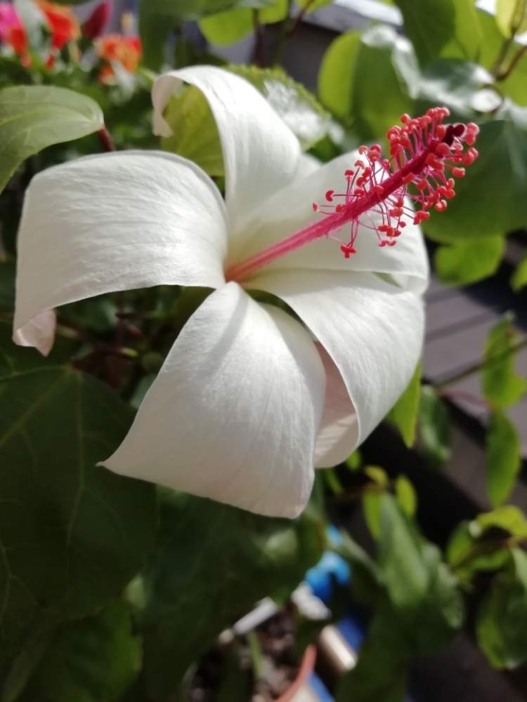 ハワイ系原種ハイビスカス ワイメアエの投稿画像 By チャティさん ガーデニングライフと鉢植えのお花と ハイビスカスと可愛い と花のある暮らし 19月9月16日 Greensnap グリーンスナップ