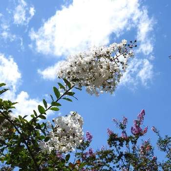 白いサルスベリの画像 by まっさんno.1さん | お出かけ先とGS映えと花撮りウオーキングと県立馬見丘陵公園⛲とウォーキング中と花のある暮らしと白い花とGREEN UP!と白いサルスベリと青い空♡と青い空に白い雲☁️