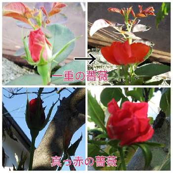真っ赤の薔薇の画像 by メリーさん | 小さな庭と表の花壇と真っ赤の薔薇と小さい花壇と裏の花壇と花のある暮らしと猫の額の花壇と狭い花壇と地植え