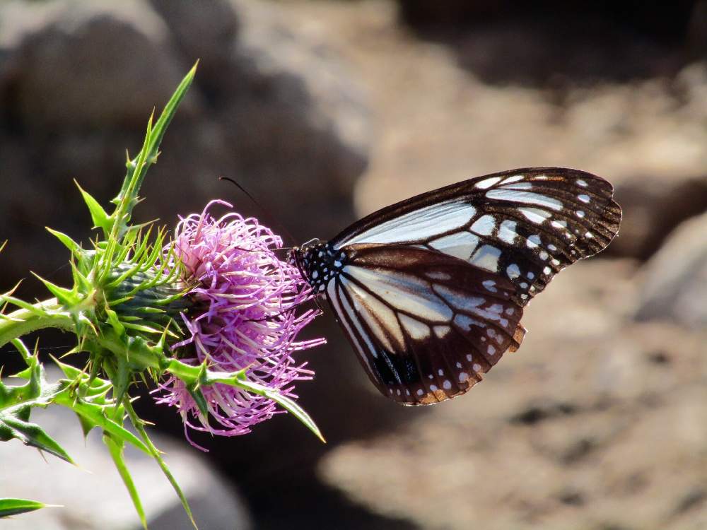 アザミの投稿画像 By 花と虫と風と空とさん アサギマダラ 19月9月16日 Greensnap グリーンスナップ Greensnap グリーンスナップ アザミの投稿画像 By 花と虫と風と空とさん アサギマダラ 19月9月16日 Greensnap グリーンスナップ Greensnap グリーンスナップ