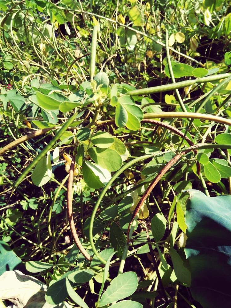 決明子 ケツメイシの投稿画像 By Hatakenochimiさん 花のある暮らしと珍しい花と家庭菜園奮闘日記 19月9月16日 Greensnap グリーンスナップ