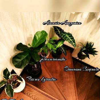 ドラセナ・コンパクタの画像 by T.Kさん | 階段/廊下と観葉植物を楽しむと観葉植物と植物男子と ジャカランダとフィカス属とドラセナ・コンパクタと階段とアロカシアアマゾニカとフィカス・ティケネとカシワバゴム☺