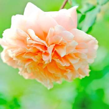 〜今日の綺麗なバラ〜の画像 by ピッチさん | お出かけ先とバラ　エミリアン・ギョーとバラ図鑑とFUJIFILM X-T2とばら バラ 薔薇とフジノンレンズ XF60mm F2.4 R Macroとバラ エミリアン・ギョーと花のある暮らしとばら 薔薇 バラと〜今日の綺麗なバラ〜