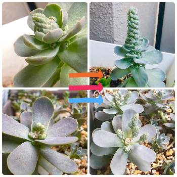 花芽カットの投稿画像一覧 Greensnap グリーンスナップ