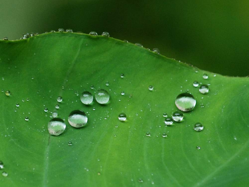 水滴の投稿画像 By Ajiさん 里芋の葉 19月9月17日 Greensnap グリーンスナップ