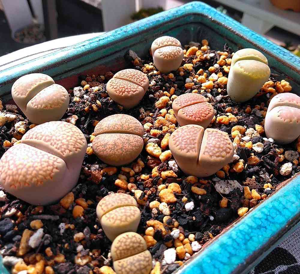 アガベ属 オバティフィリア“バンジー”超大株 90cm級 抜き苗発送 観葉