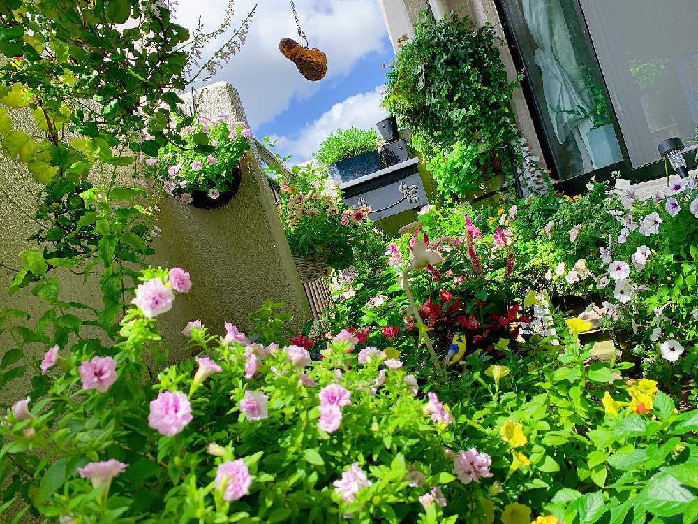 ペチュニアギュギュの投稿画像 By Tenさん 秋の寄せ植え とベランダのお花とgs映えとベランダガーデンと秋の気配とグリーンとお花のある暮らしとお気に入りコーナーとケイトウ と花のある暮らしとバルコニスト 19月9月17日 Greensnap グリーンスナップ