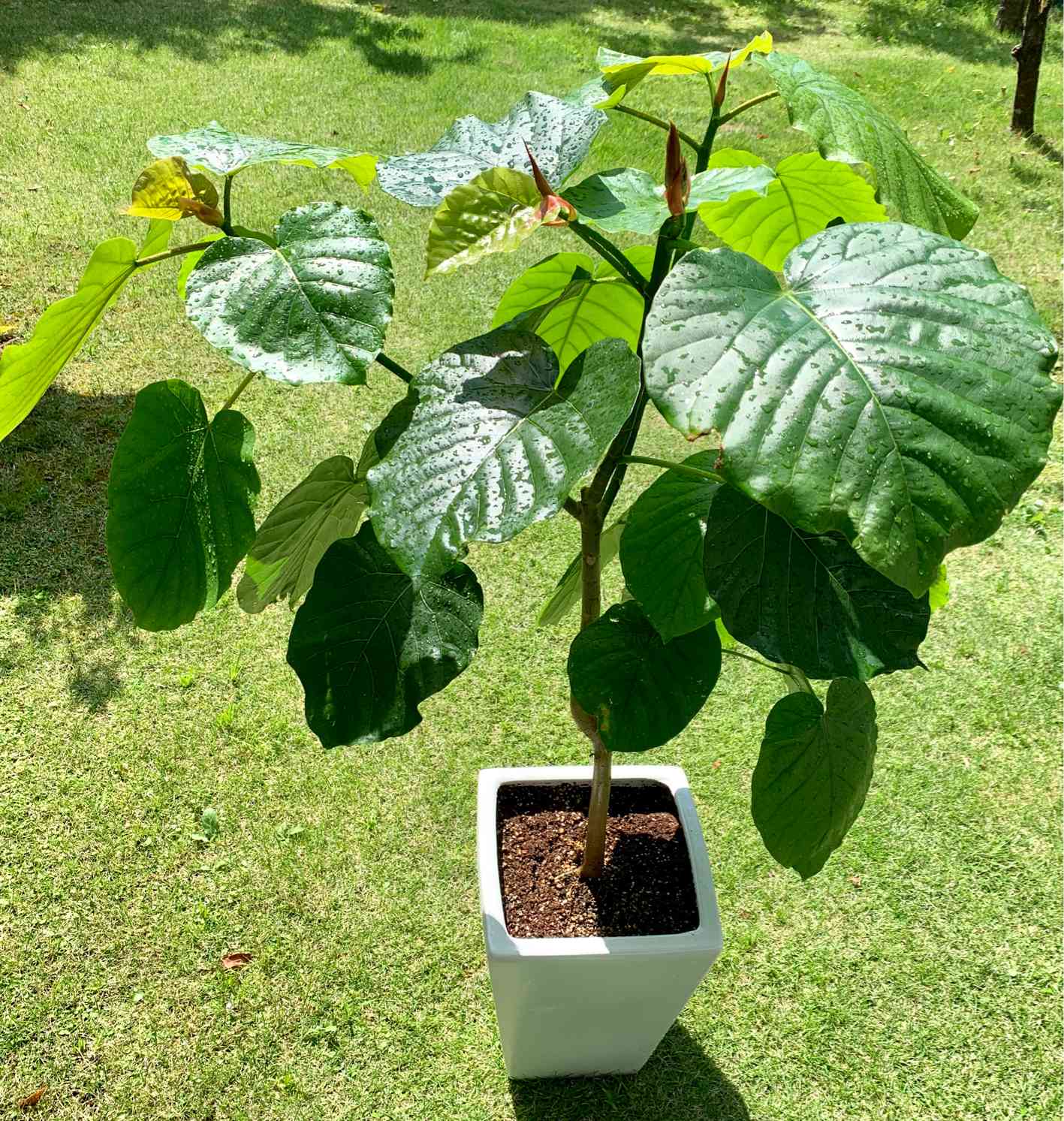 超小型原種ベゴニア！】ベゴニア ヴァンケルコウェニー Begonia