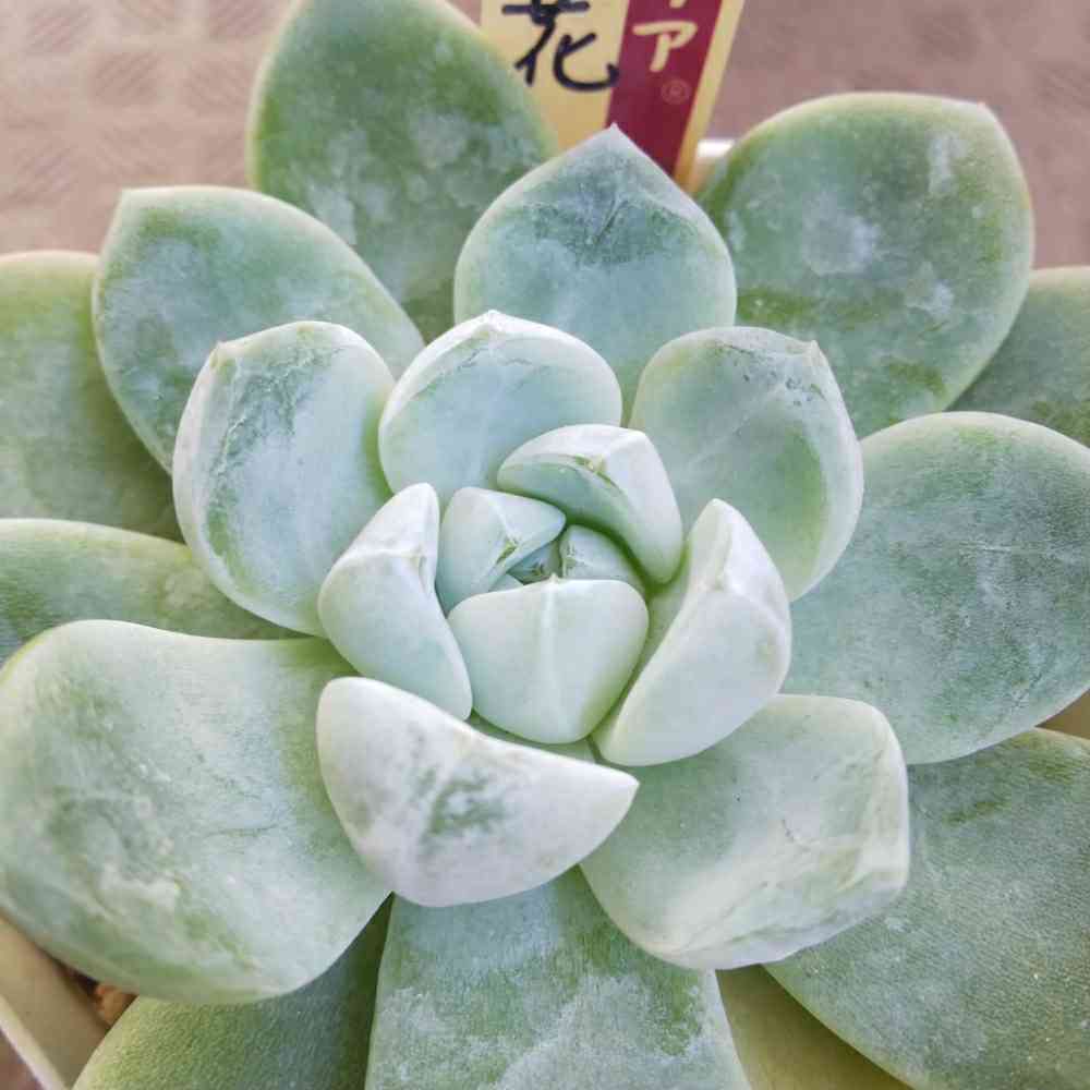 雲の花の一覧|🍀GreenSnap(グリーンスナップ) 雲の花の一覧|🍀GreenSnap(グリーンスナップ)