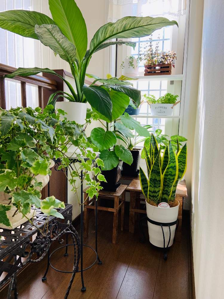 サンスベリアの投稿画像 By Mikaさん ペペロミアとウンベラータとフリルアイビーとアイビー セシリアとスパティフィラム センセーションと斑入り好き と吹き抜けリビングとペペロミア属と手作り棚とdiyと観葉植物のある暮らしと斑入り葉っぱと観葉植物がスキと寄せ鉢と