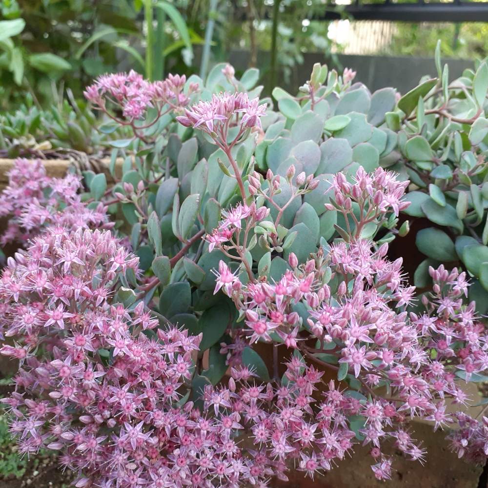 ミセバヤの投稿画像 By くろのわーるんさん 日高ミセバヤと多肉植物とピンクの花と花のある暮らしと強い子 元気な子 19月9月17日 Greensnap グリーンスナップ