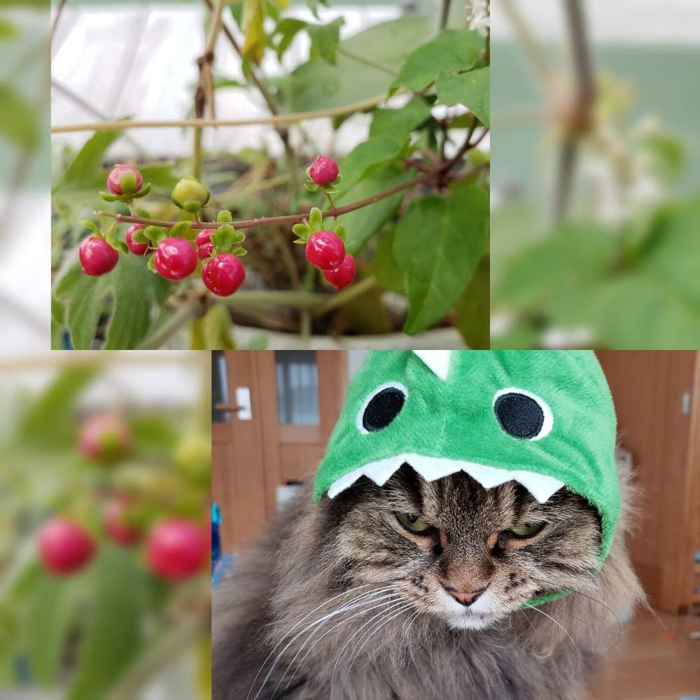 ジュズサンゴの投稿画像 By きぃさん 可愛い 艸 といやされるとかわいい と実なる植物 19月9月17日 Greensnap グリーンスナップ