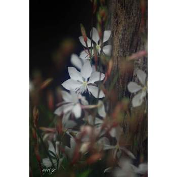 ガウラ☆の画像 by ナルトさん | お出かけ先とガウラとお写んぽと公園と一眼レフとガウラ☆と白い花
