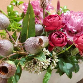 ユーカリガンベルズの投稿画像一覧 Greensnap グリーンスナップ