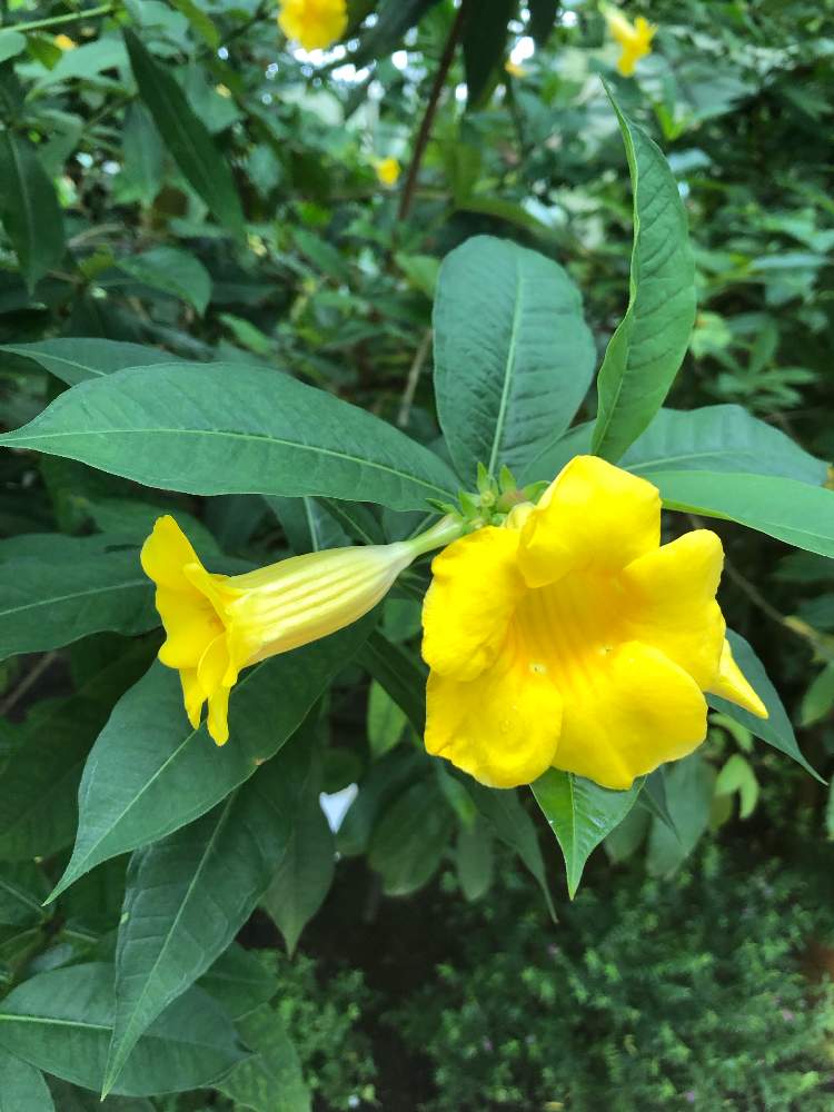 ヒメアリアケカズラの投稿画像 By みっちゃんさん 19月9月17日 Greensnap グリーンスナップ