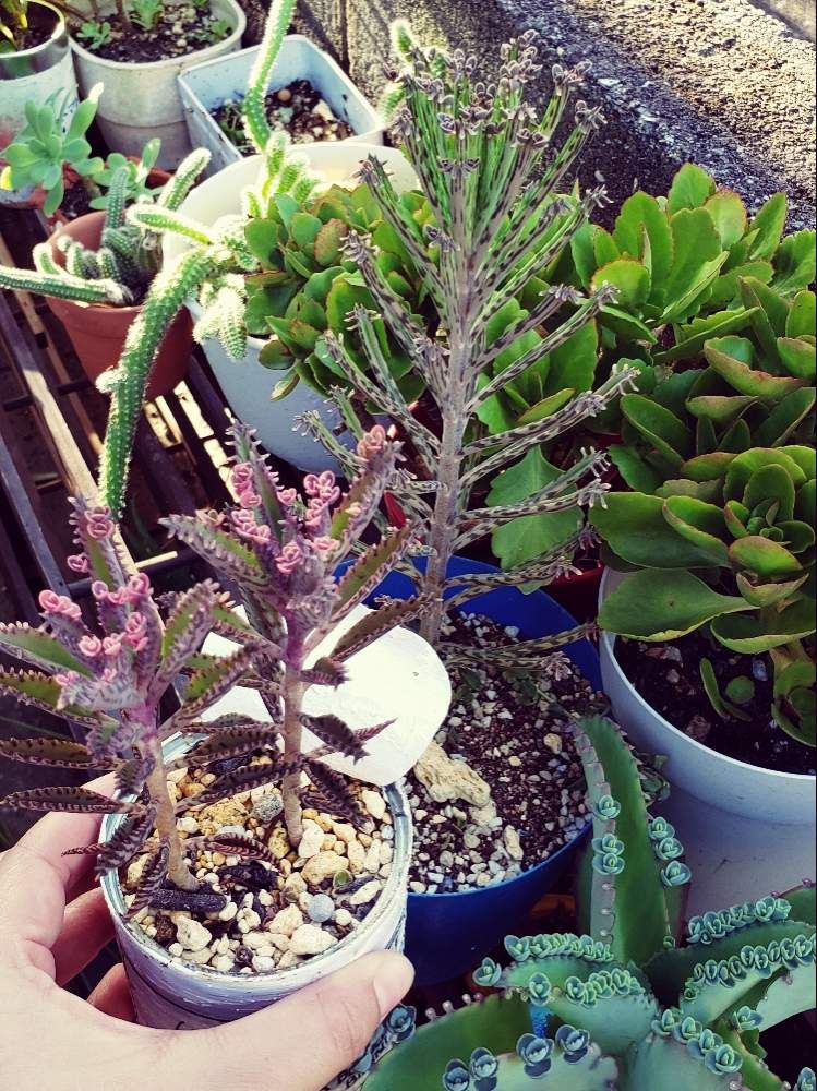 不死鳥の投稿画像 By 0rinaさん ピンクバタフライとマザーリーフ 子宝草と多肉中毒とサボテン科とありがとう とリメ鉢と多肉女子と花のある暮らしとgreen Up 19月9月17日 Greensnap グリーンスナップ