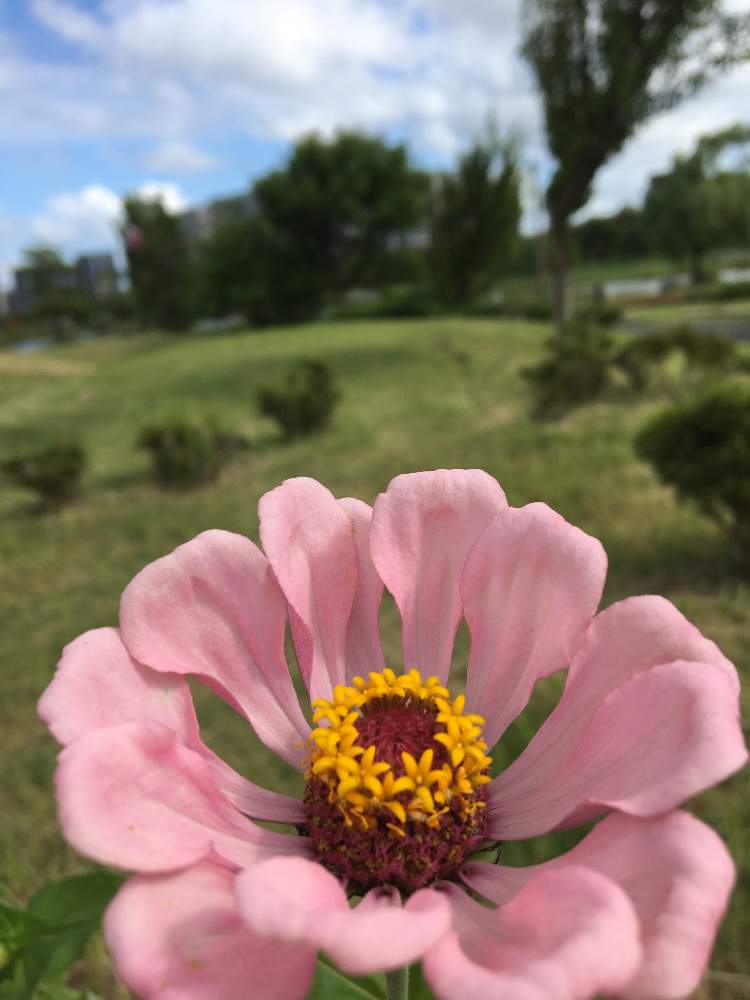 ピンクの花の投稿画像 By Makko さん 可愛いお花と公園とお花の中にお花と黄色いお花 19月9月17日 Greensnap グリーンスナップ