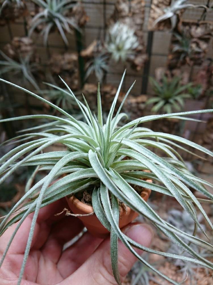 チランジアの投稿画像 By モッティさん チランジア ストリクタと部屋と植物のある暮らしと子株さんと植中毒と温室暮らしとエアプランツとエアープランツ チランジアと植物のある暮らしと子株さんと植中毒と温室暮らしとエアプランツとエアープランツ チランジア 19月9