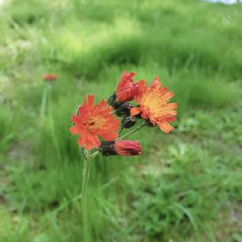 オキザック菊の画像 by オキザックさん | お出かけ先とコウリンタンポポとキク科とヤナギタンポポ属とオキザック菊