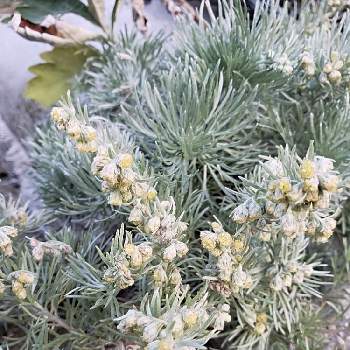 オキザック菊の画像 by オキザックさん | お出かけ先とアサギリソウとキク科とヨモギ属とオキザック菊