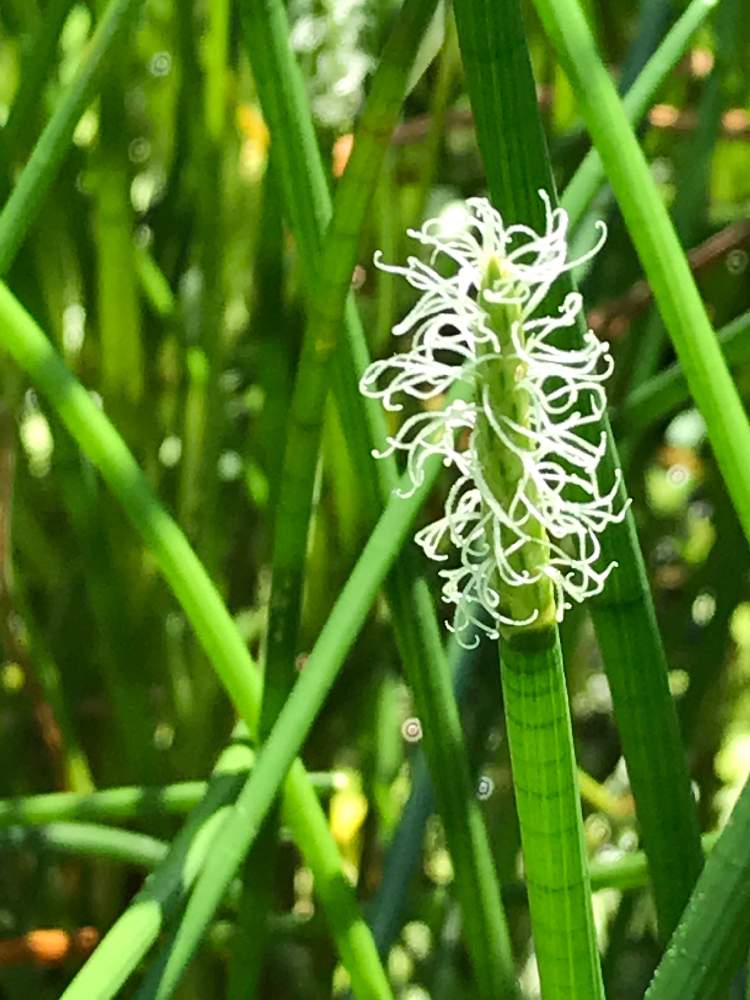 クログワイの投稿画像 By なるさん 水生植物と水草フォトコンと白い花と蕊フェチ 19月9月18日 Greensnap グリーンスナップ