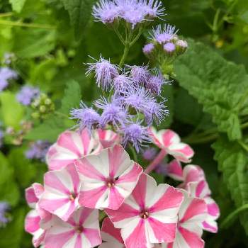 最高花 フロックス 最高の花の画像