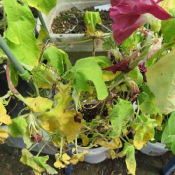 塩害の投稿画像一覧 Greensnap グリーンスナップ