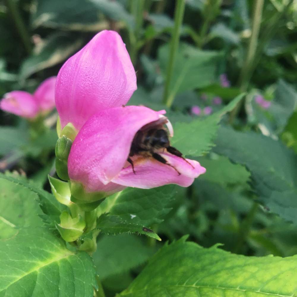 小さな蜂さんの投稿画像 By ゆみえさん ケロネ スピードリオン と名前を教えてくださいとお花畑 とミツバチと可愛いと花のある暮らしと花と虫と北海道とすっぽり 19月9月18日 Greensnap グリーンスナップ