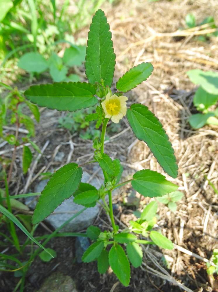 アメリカキンゴジカの投稿画像 By Himeuzuさん お出かけ先とアオイ科と野草と山野草と9月と黄色い花と秋の気配と黄色の花と雑草ときいろいお花と花 のある暮らしと自生とアオイ科と野草と山野草と9月と黄色い花と秋の気配と黄色の花と雑草ときいろいお花と花のある暮らし