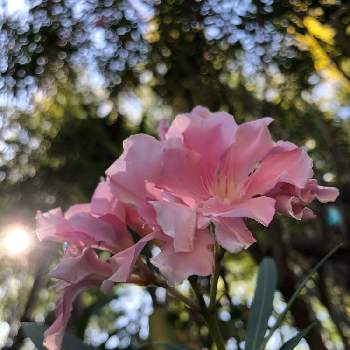咲き誇るの画像 by sanagiさん | お出かけ先とキョウチクトウとエールと咲き誇ると平和な日々を願いとLove & Peace