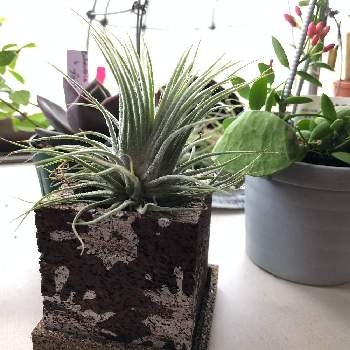 カンガルーポケット の投稿画像一覧 Greensnap グリーンスナップ