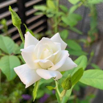 花の名前がいいの投稿画像一覧 Greensnap グリーンスナップ