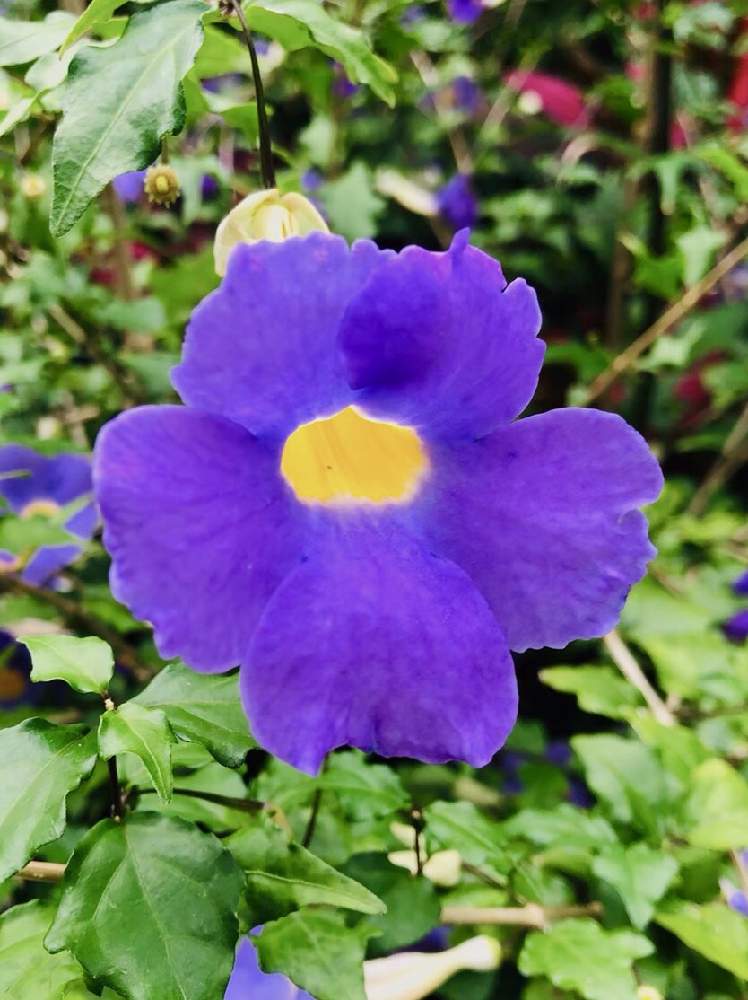 ツンベルギアの投稿画像 By Daaaさん うみんちゅとしまんちゅと沖縄三昧と南国といい天気とokinawaと色鮮やかな花と沖縄 と気持ちいい と大自然ときれいな色と沖縄生活と花のある暮らしと紫の花 19月9月18日 Greensnap グリーンスナップ