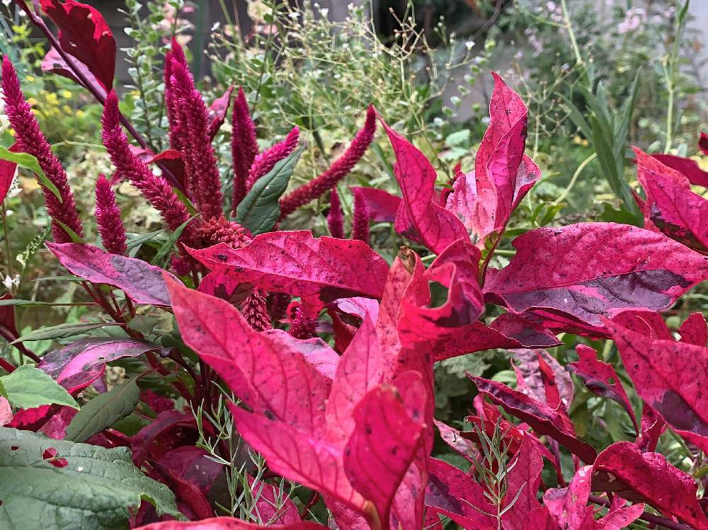 ケイトウの投稿画像 By くぅさん アルテルナンテラ レッドフラッシュと黒ニャンコ隊とピンクとお花初心者と花のある暮らしとうどん県人会とオシャレな庭が欲しい 19月9月18日 Greensnap グリーンスナップ