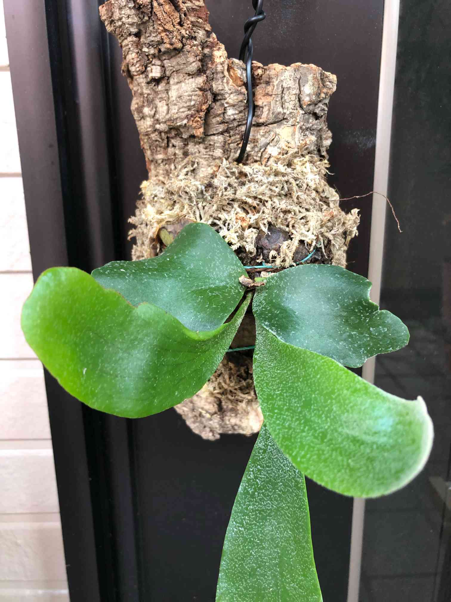 w15cm 板2枚 ビカクシダ コウモリラン ラン 着生植物 板付け