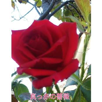 真っ赤の薔薇の画像 by メリーさん | 小さな庭と表の花壇と真っ赤の薔薇と小さい花壇と猫の額の花壇と狭い花壇と地植え
