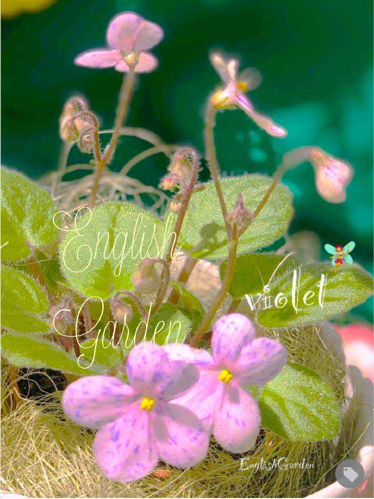 第1回 花談義 あつまれ Greensnap グリーンスナップ